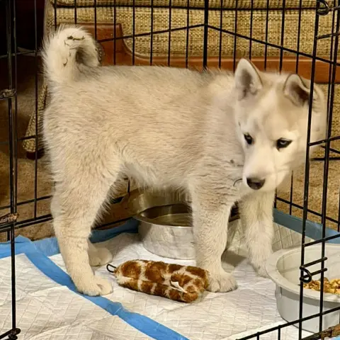 Chewbacca thumbnail 2