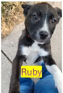 Ruby - Photo 1