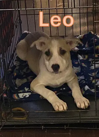 Leo