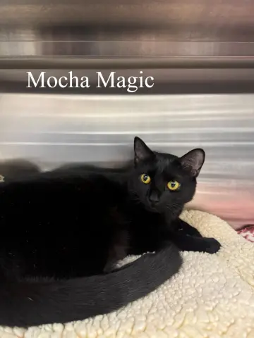 Mocha Magic