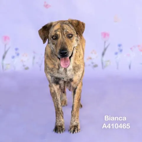 Bianca - Photo 1