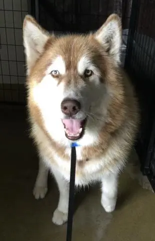 Koda