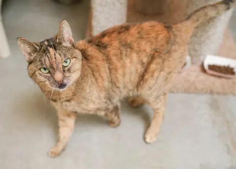 Miss Sniff thumbnail 2