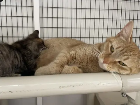 Clementine thumbnail 2