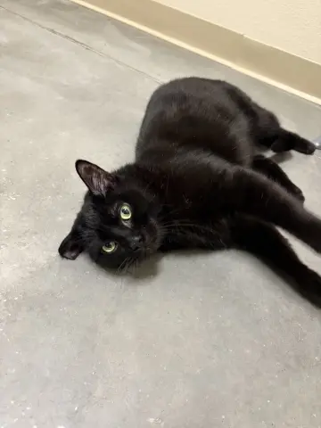 Finnegan thumbnail 2