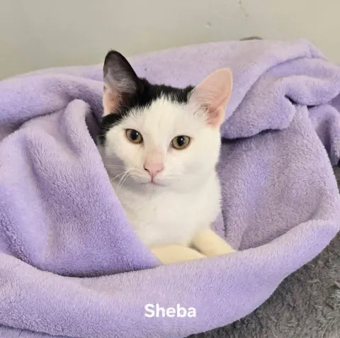 Sheba thumbnail 3
