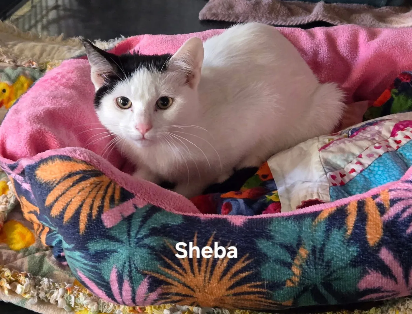 Sheba - Photo 5