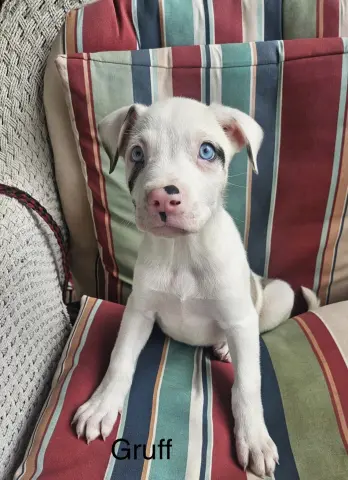 Gruff