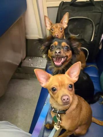 Estrella thumbnail 2