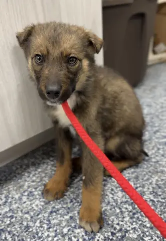 Ciabatta thumbnail 2