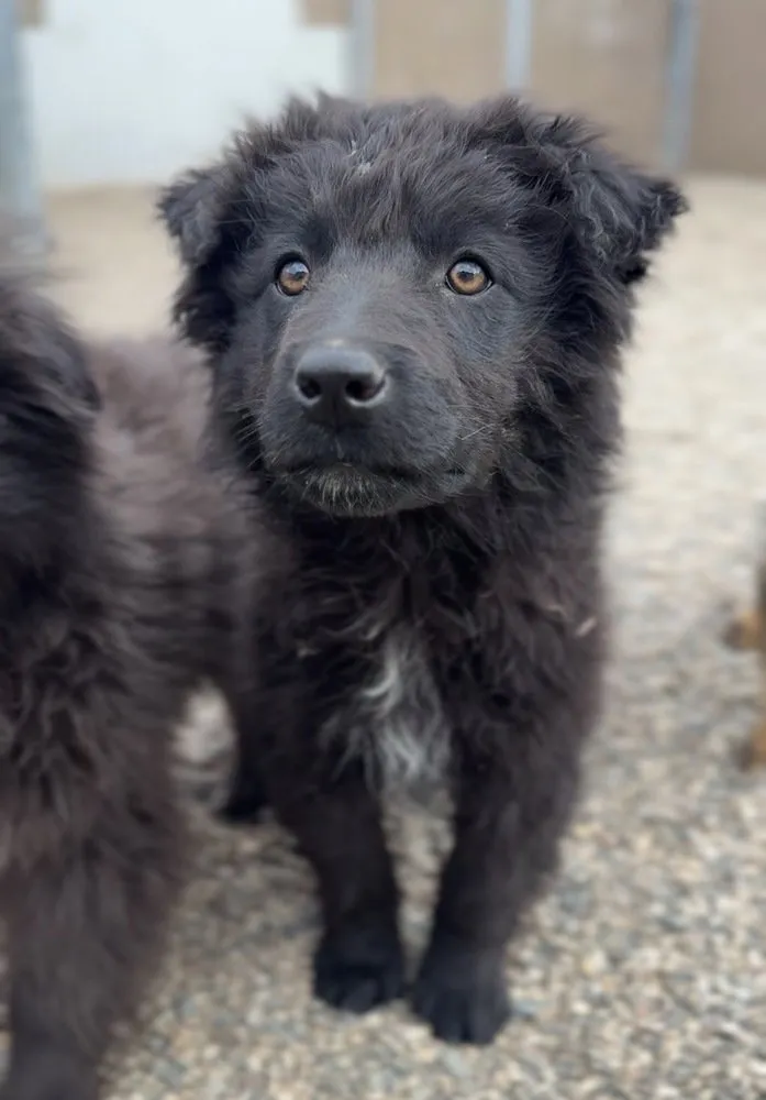 Pumpernickel - Photo 1