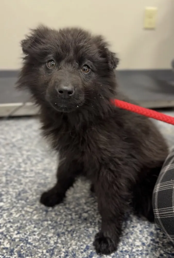 Pumpernickel - Photo 2