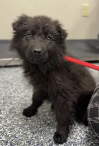 Pumpernickel thumbnail 2