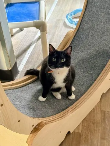 Jiffy Lube thumbnail 3