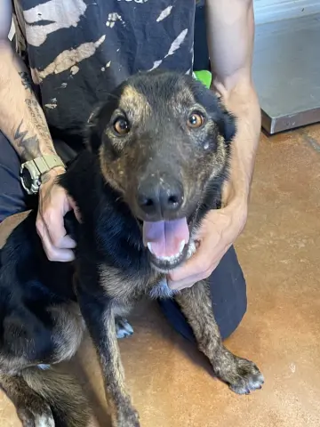 Buddy Boy thumbnail 2