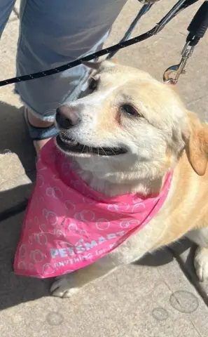 Honeybee thumbnail 2