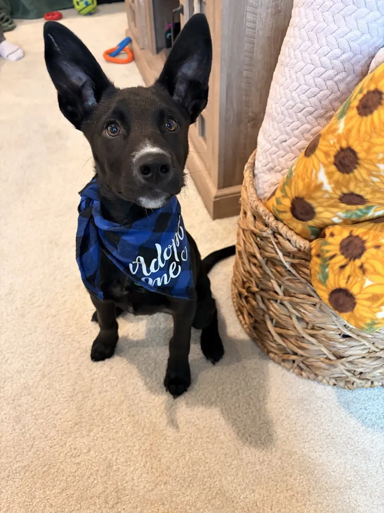 Squirrel Nutkin - Photo 1