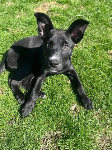 Squirrel Nutkin thumbnail 2