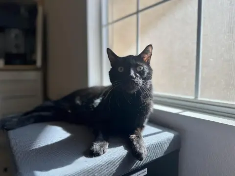 Professor Fuzzbottom