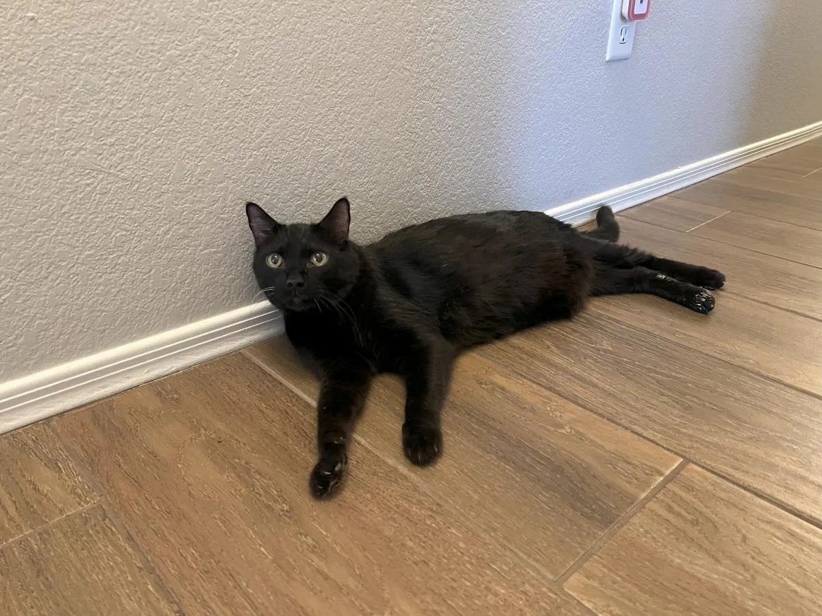 Professor Fuzzbottom - Photo 2