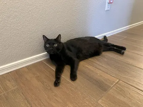 Professor Fuzzbottom thumbnail 2