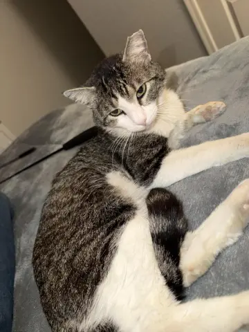 Peter Parker thumbnail 2