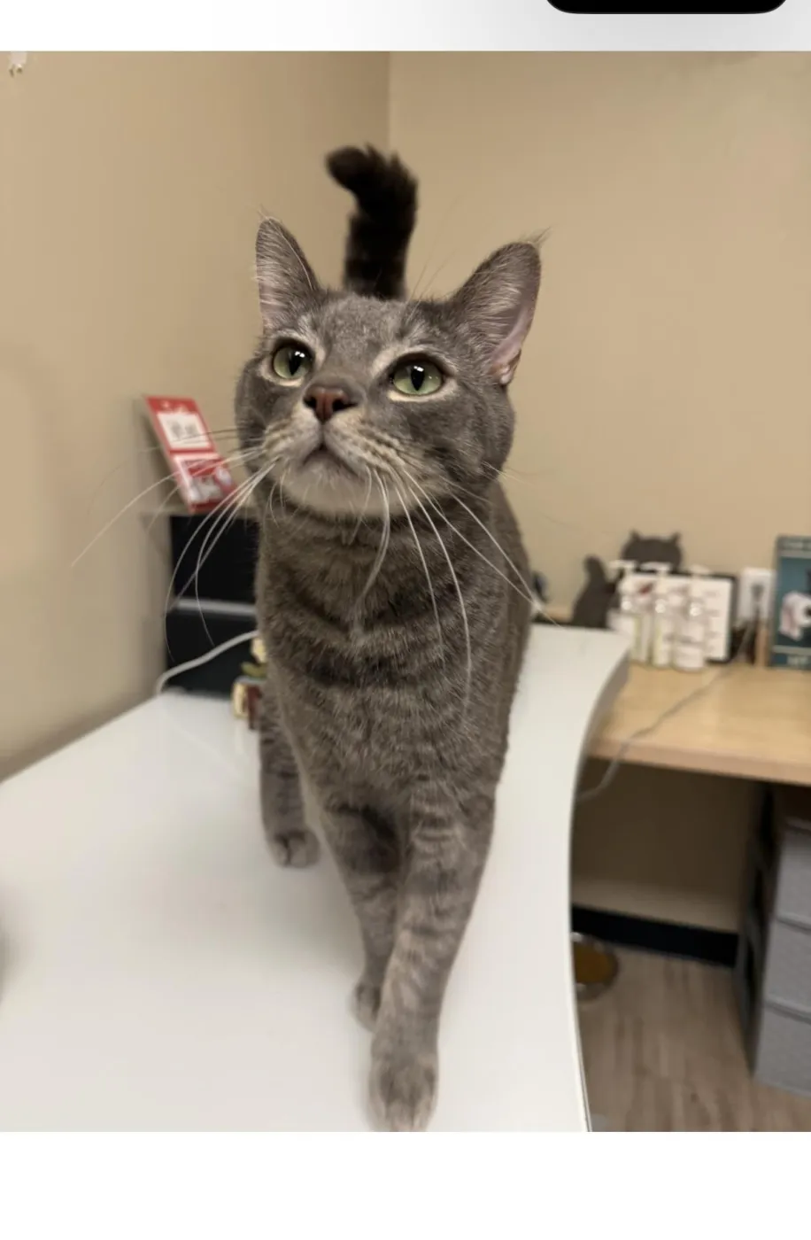 Shmoke Smoodle - Photo 1