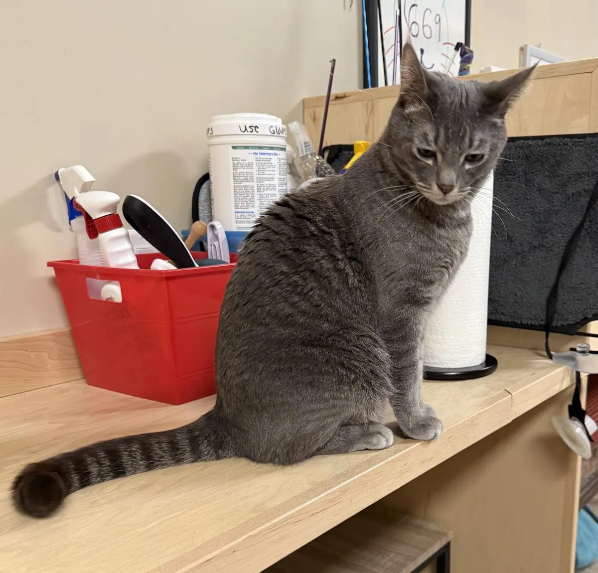 Shmoke Smoodle - Photo 2