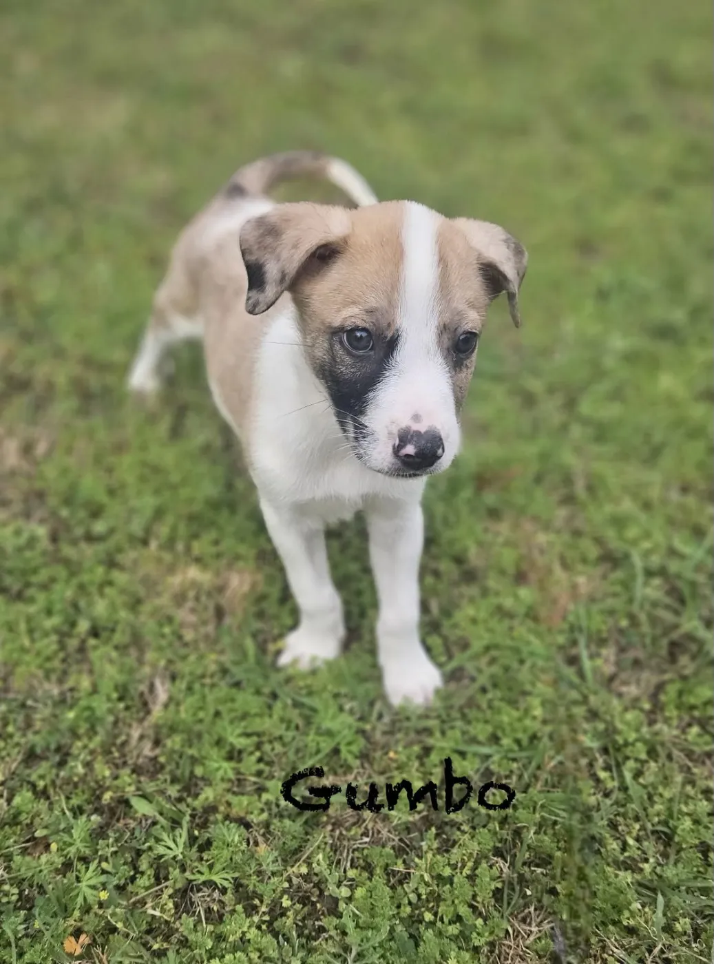 Gumbo - Photo 2