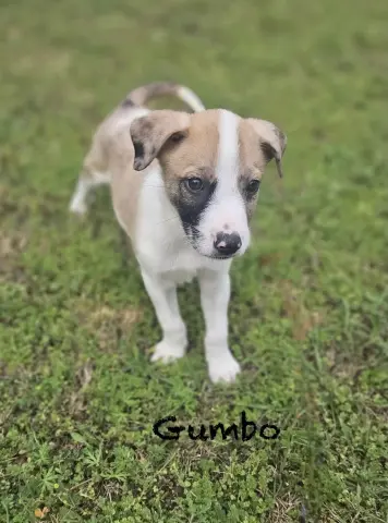 Gumbo thumbnail 2