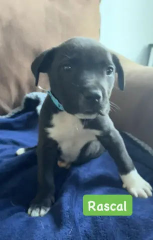 Rascal
