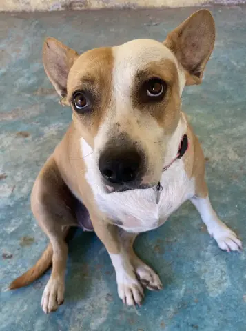 Estrella thumbnail 2