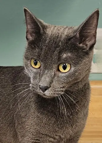 Dutchess thumbnail 2