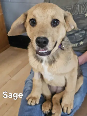 Sage