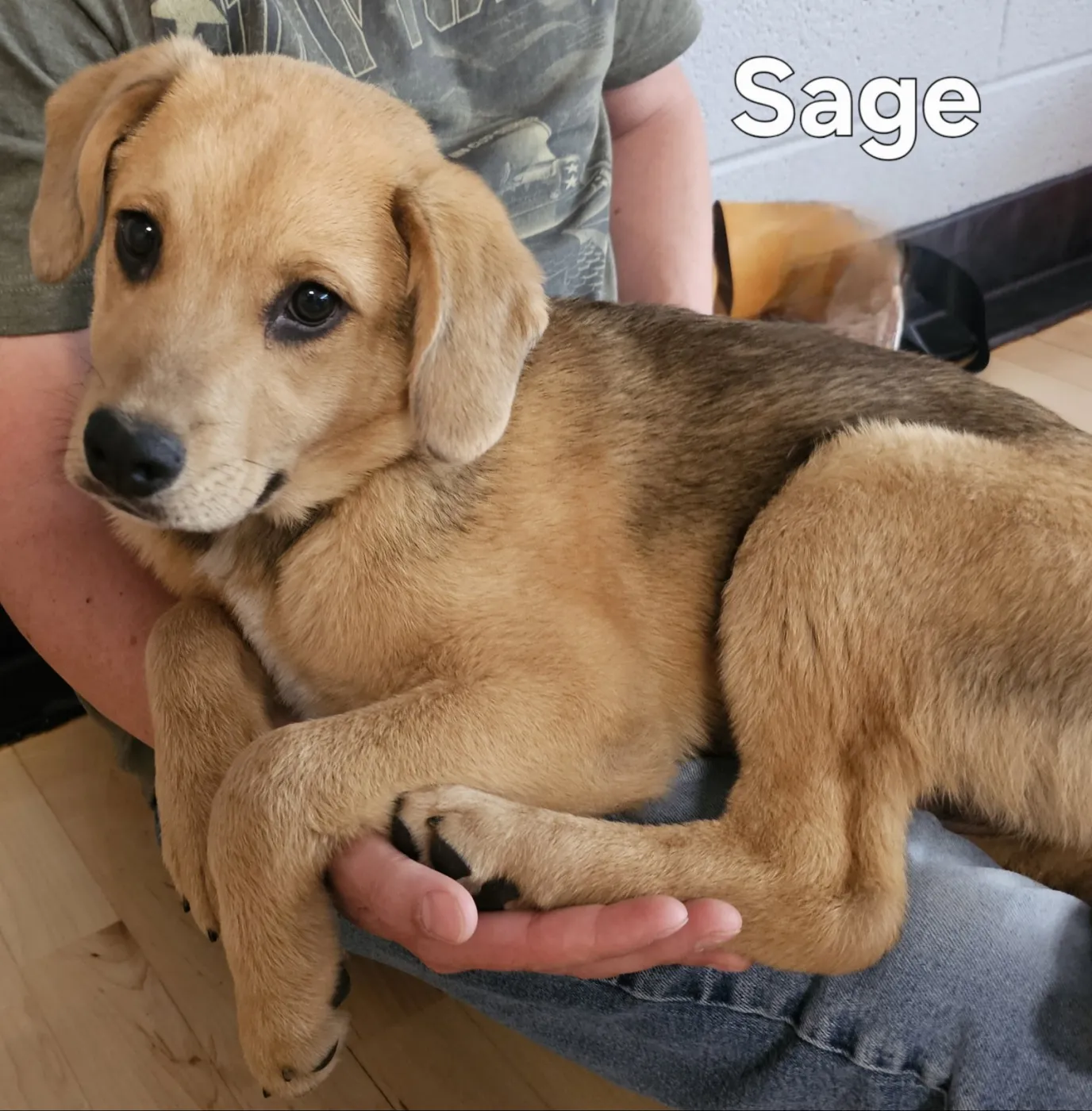 Sage - Photo 2