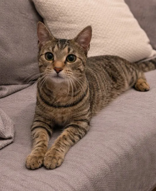 Miss Kitty - Photo 2