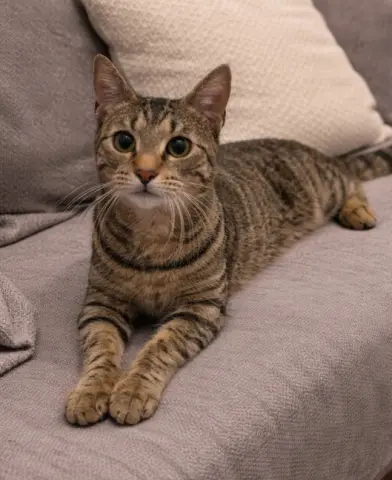 Miss Kitty thumbnail 2