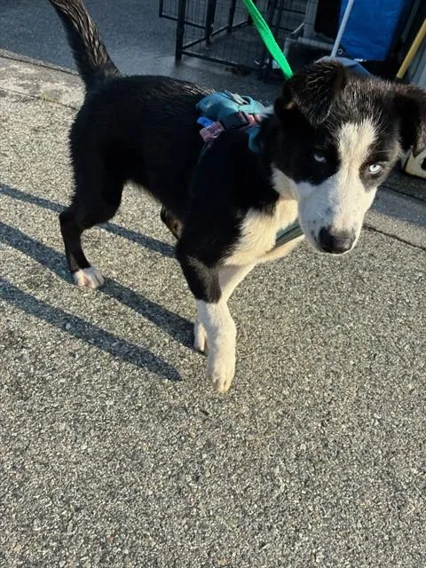 Sassy Athena - Photo 1