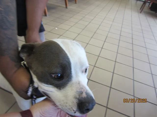 Rhea Ripley - Photo 1