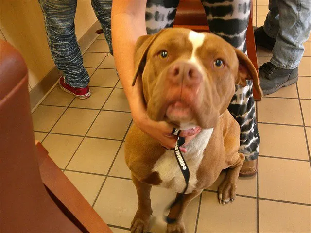 Randy Savage - Photo 1