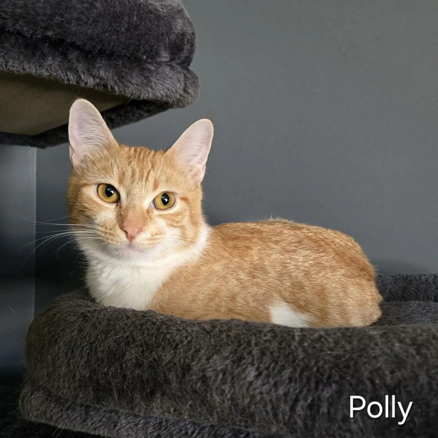 Polly - Photo 1