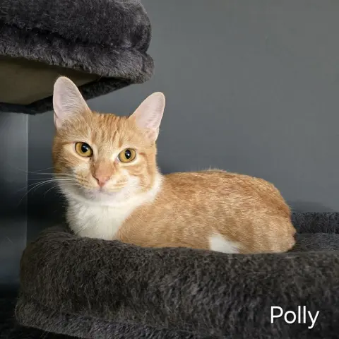 Polly