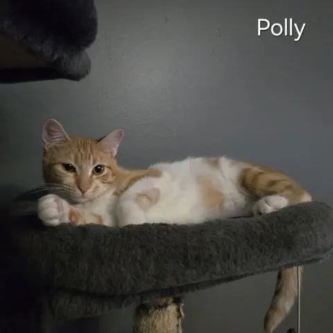 Polly thumbnail 2