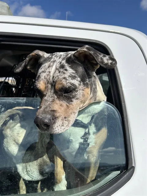 Dottie - Photo 1
