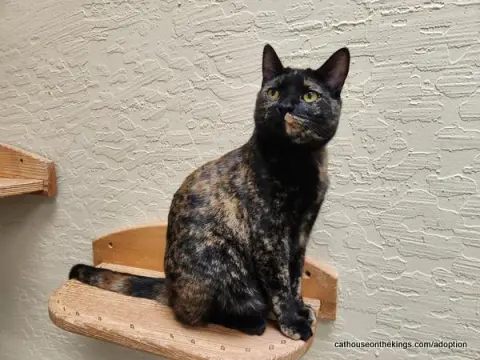 Amethyst thumbnail 2