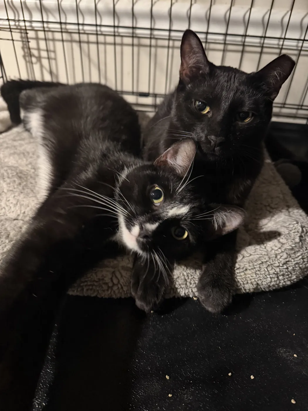 Midnight & Alex - Photo 2