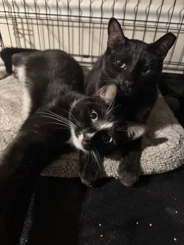 Midnight & Alex thumbnail 2