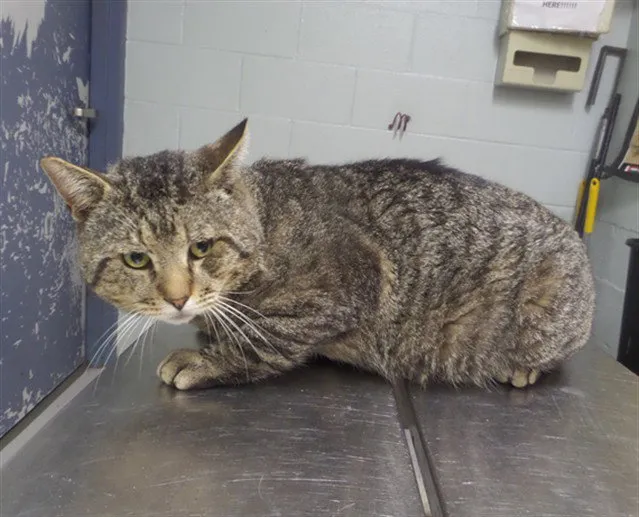 Tiger King - Photo 1