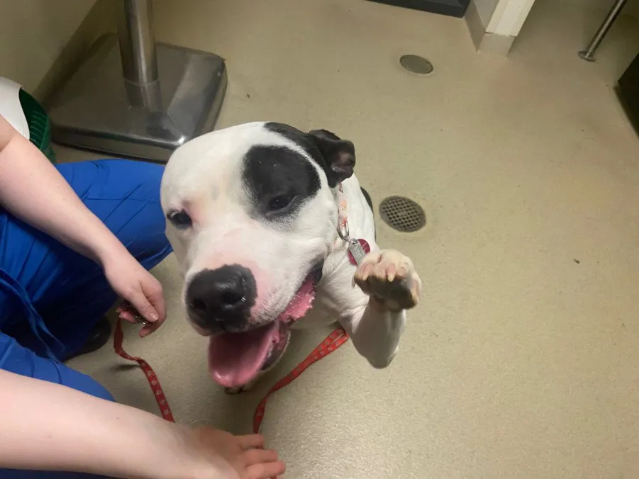 Tricks Ahoy - Photo 1