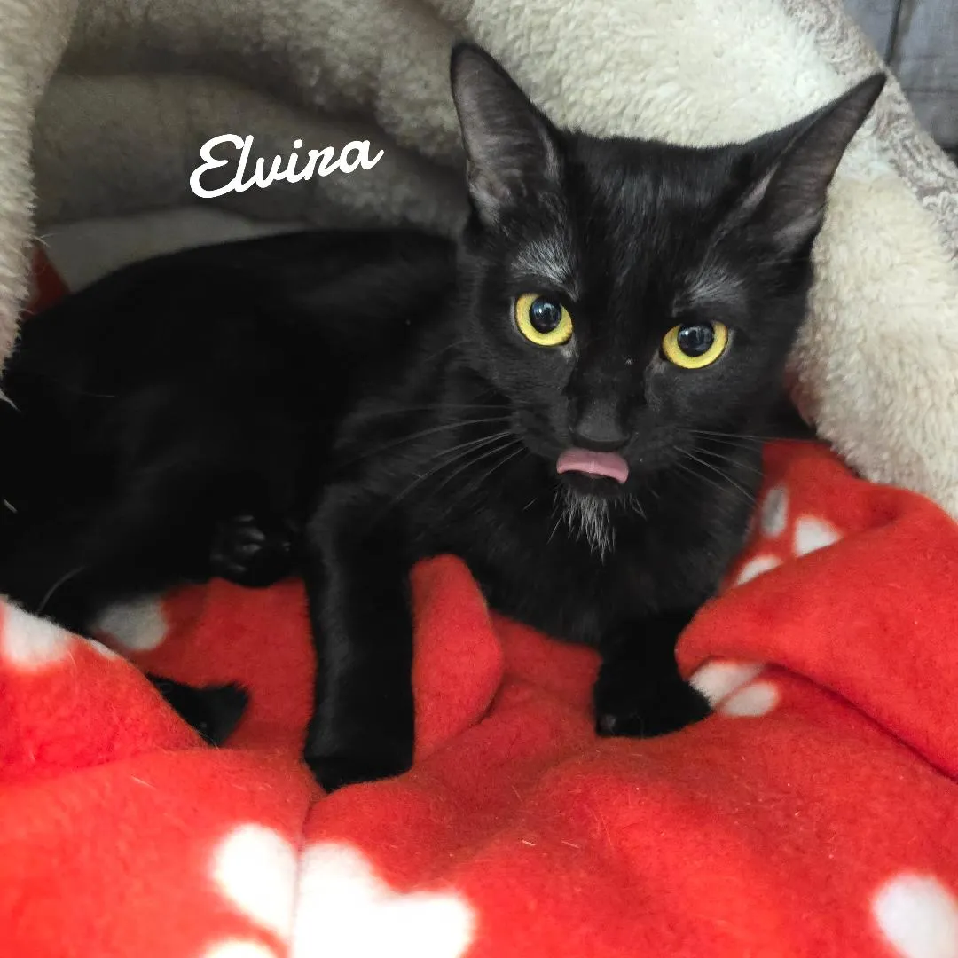 Elvira - Photo 1